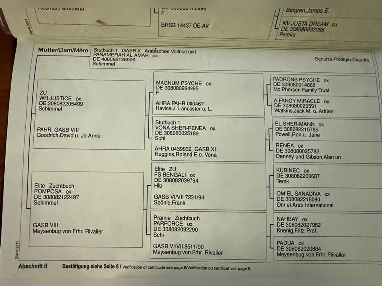 Arabian horses Stallion 11 years Grey in Lgota