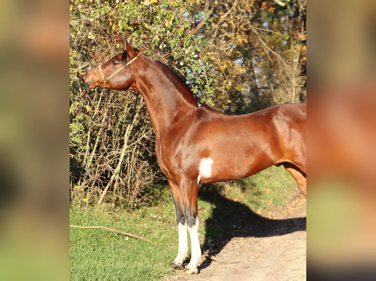Arabian horses Stallion 12 years 15,1 hh Tobiano-all-colors in Serignac peboudou