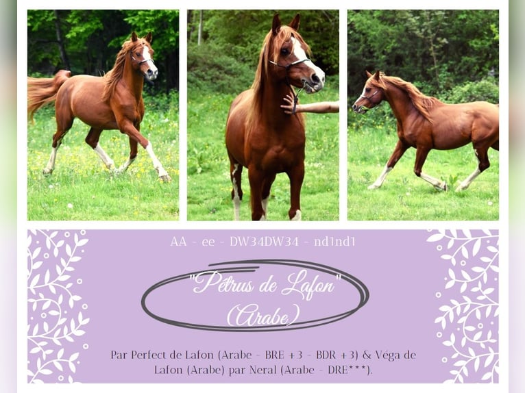 Arabian horses Stallion 13 years 14,1 hh Sorrel in Sainte-Gauburge-Sainte-Colombe