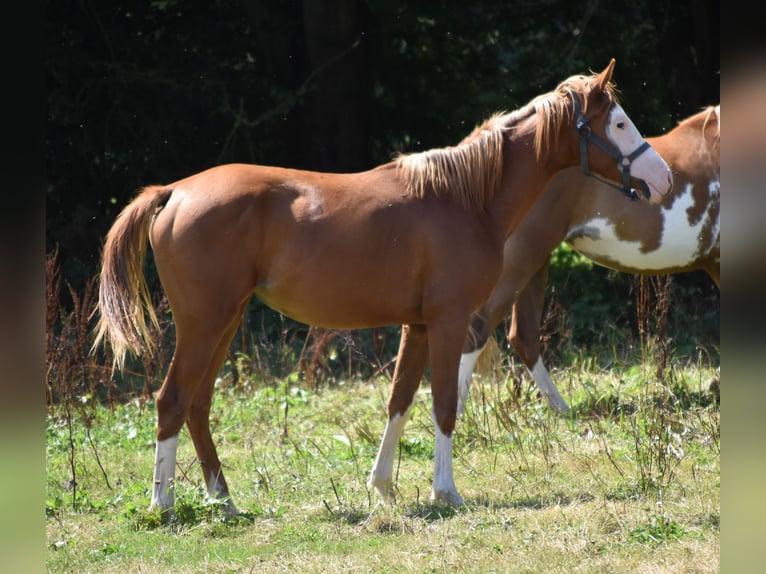 Arabian horses Stallion 13 years 14,1 hh Sorrel in Sainte-Gauburge-Sainte-Colombe