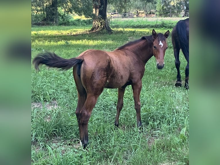 Arabian horses Stallion 13 years 14,1 hh Sorrel in Sainte-Gauburge-Sainte-Colombe