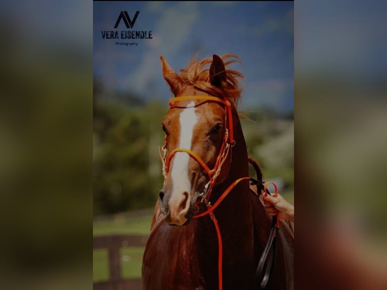 Arabian horses Stallion 13 years 15,1 hh Chestnut-Red in Villach-Innere Stadt