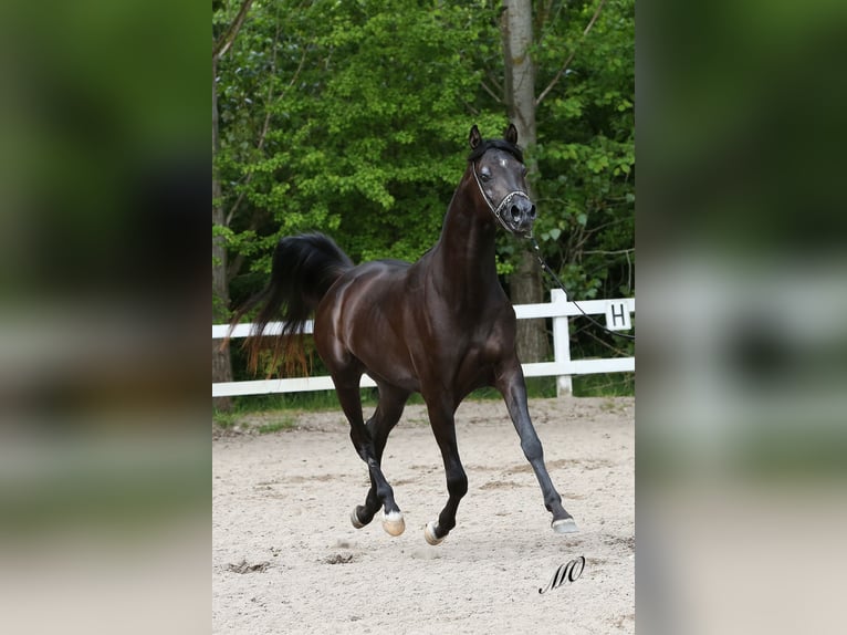 Arabian horses Stallion 13 years 15.2 hh Black in Hobro