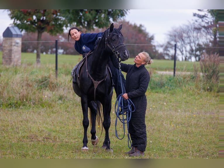 Arabian horses Stallion 13 years 15.2 hh Black in Hobro