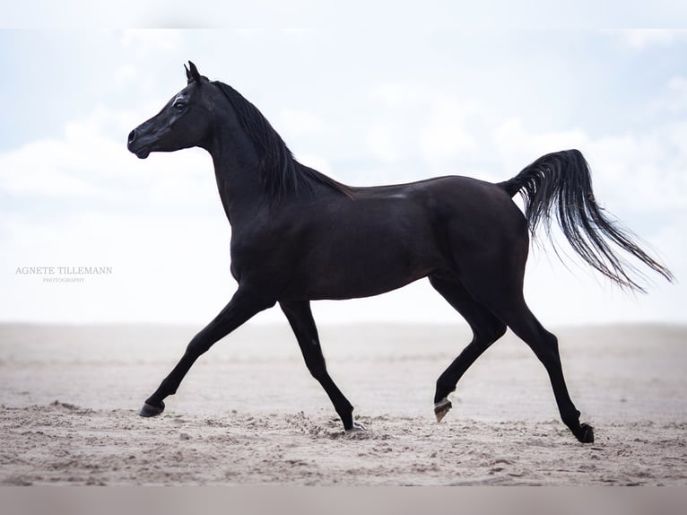Arabian horses Stallion 13 years 15.2 hh Black in Hobro