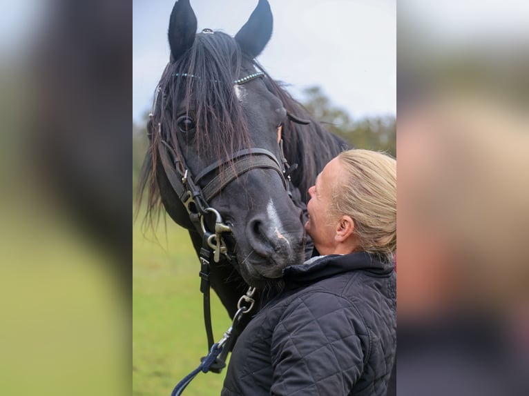 Arabian horses Stallion 13 years 15.2 hh Black in Hobro