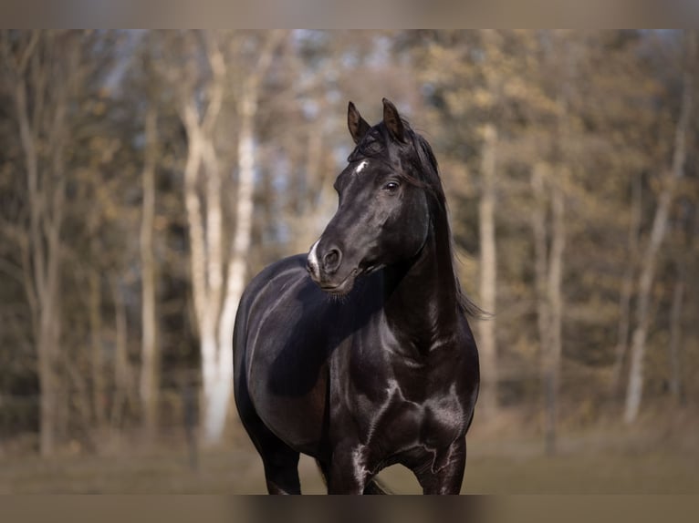 Arabian horses Stallion 13 years 15.2 hh Black in Hobro