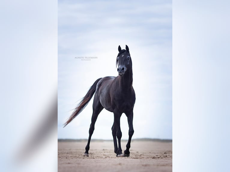 Arabian horses Stallion 13 years 15.2 hh Black in Hobro