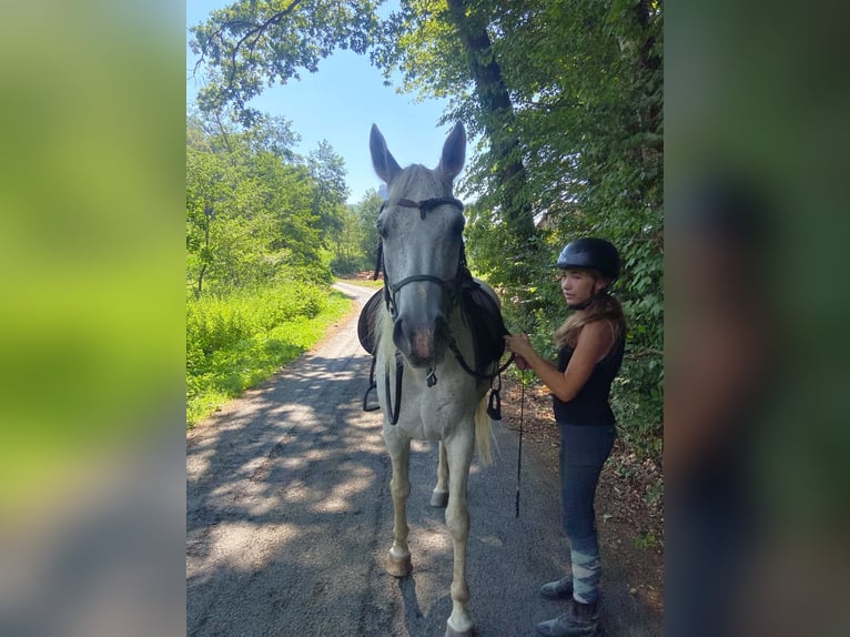 Arabian horses Stallion 14 years 14.2 hh Grey-Fleabitten in Riegersburg
