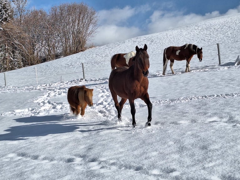 Arabian horses Stallion 15 years 14.2 hh Bay-Dark in Sankt Peter am Kammersberg