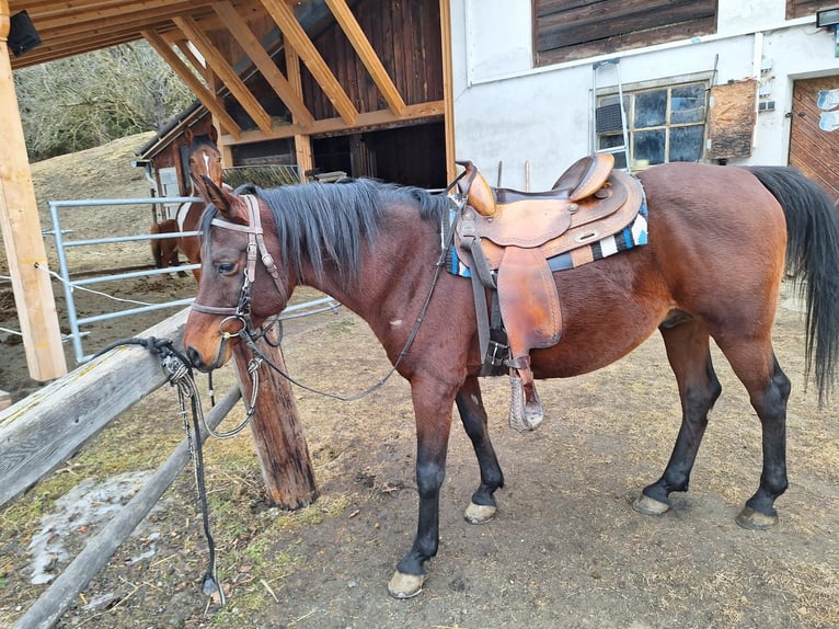 Arabian horses Stallion 15 years 14.2 hh Bay-Dark in Sankt Peter am Kammersberg