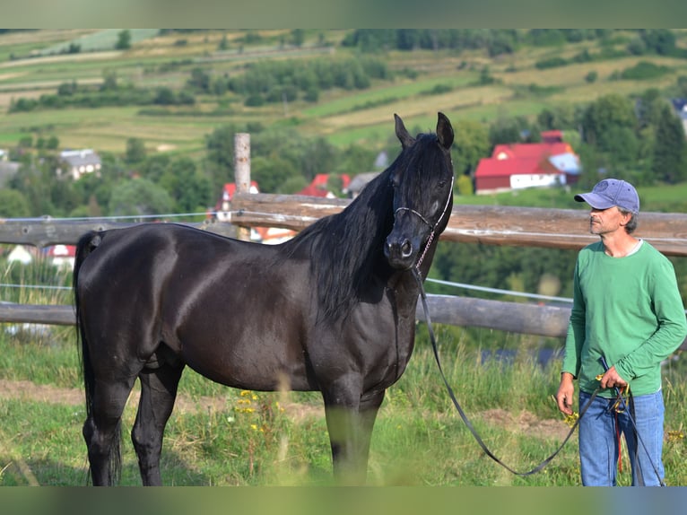 Arabian horses Stallion 15 years 14.3 hh Black in Toporzysko