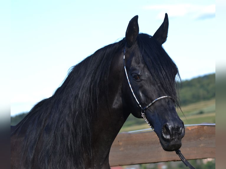 Arabian horses Stallion 15 years 14.3 hh Black in Toporzysko