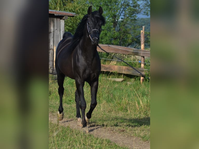Arabian horses Stallion 15 years 14.3 hh Black in Toporzysko