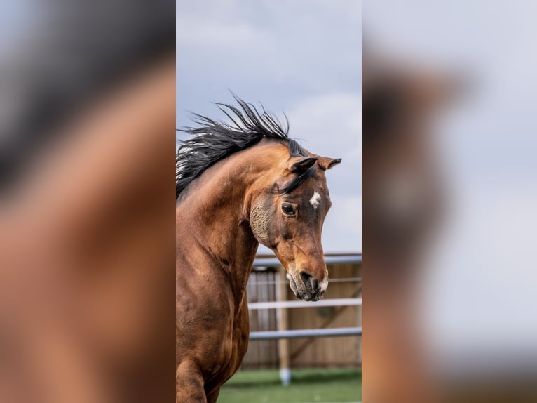 Arabian horses Stallion 15 years 14,3 hh Brown in Babenhausen