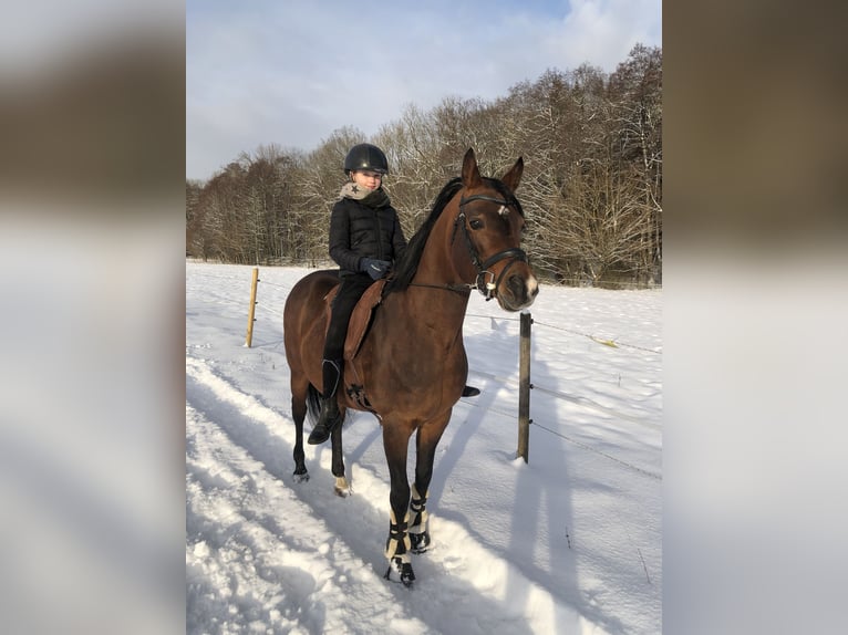 Arabian horses Stallion 15 years 14,3 hh Brown in Babenhausen