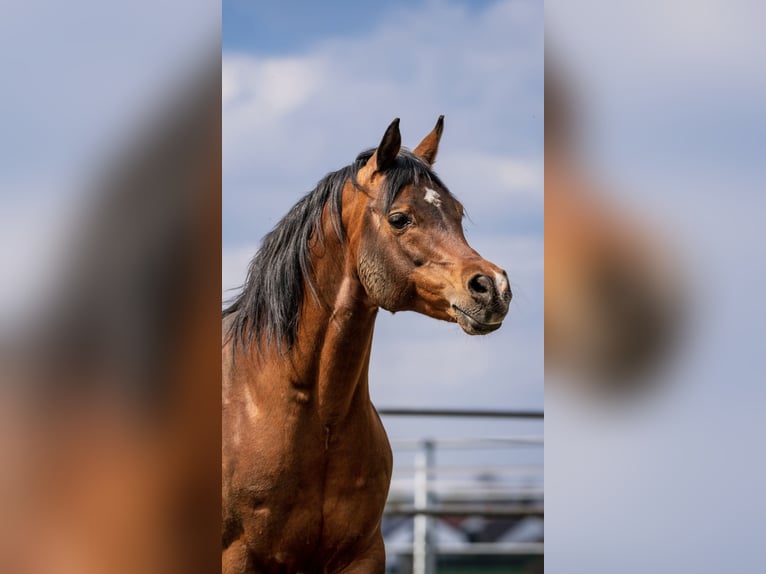 Arabian horses Stallion 15 years 14,3 hh Brown in Babenhausen