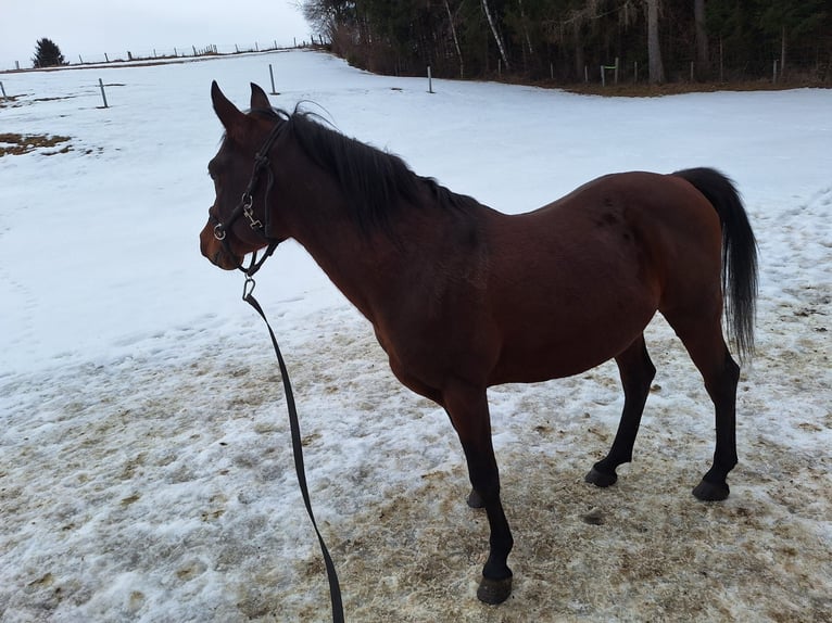 Arabian horses Stallion 15 years 14,2 hh Bay-Dark in Sankt Peter am Kammersberg