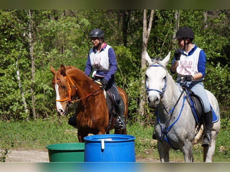 Arabian horses Stallion 15 years 15.1 hh Chestnut-Red in Villach