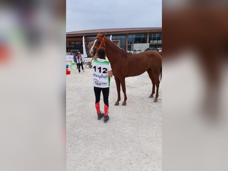 Arabian horses Stallion 15 years 15.1 hh Chestnut-Red in Villach
