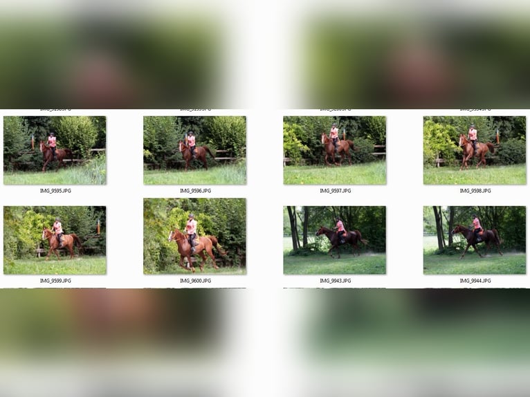 Arabian horses Stallion 15 years 15,1 hh Chestnut-Red in Villach