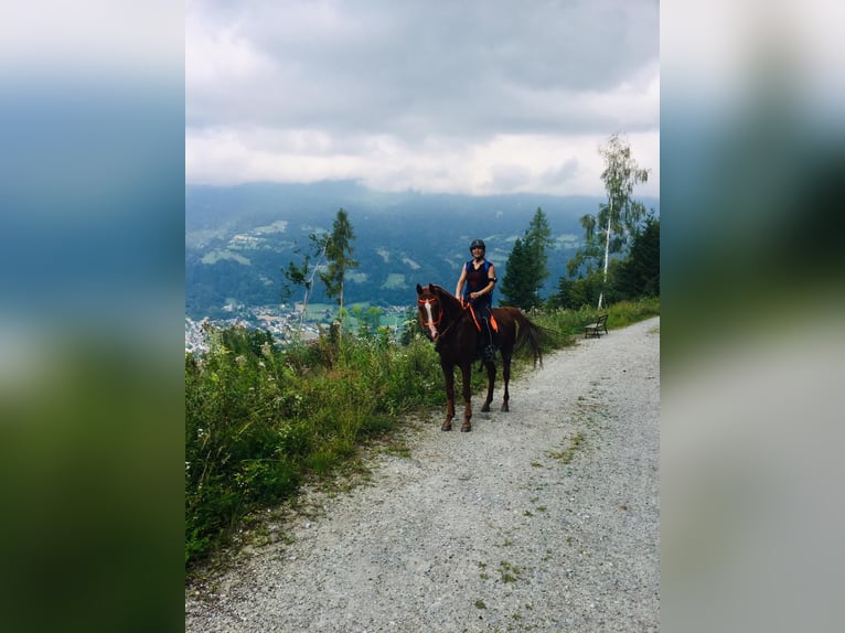 Arabian horses Stallion 15 years 15,1 hh Chestnut-Red in Villach