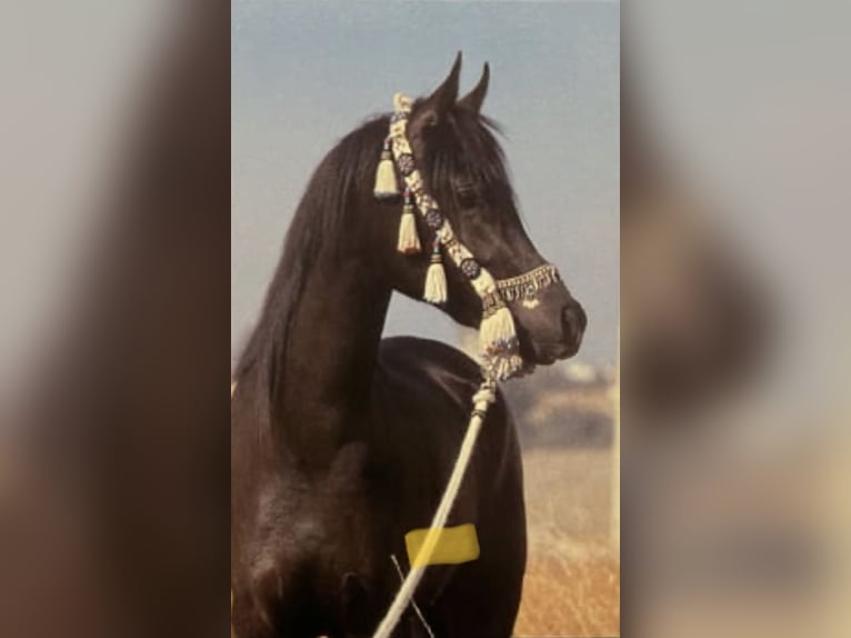 Arabian horses Stallion 17 years 15 hh Black in Pandenes