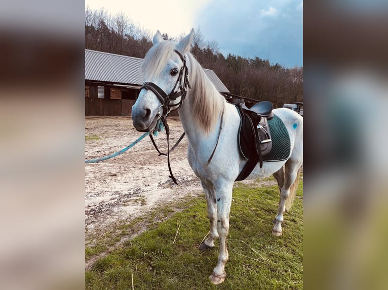 Arabian horses Stallion 17 years 15,1 hh Grey in Lubiszyn