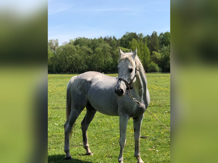 Arabian horses Stallion 17 years 15,1 hh Grey in Lubiszyn