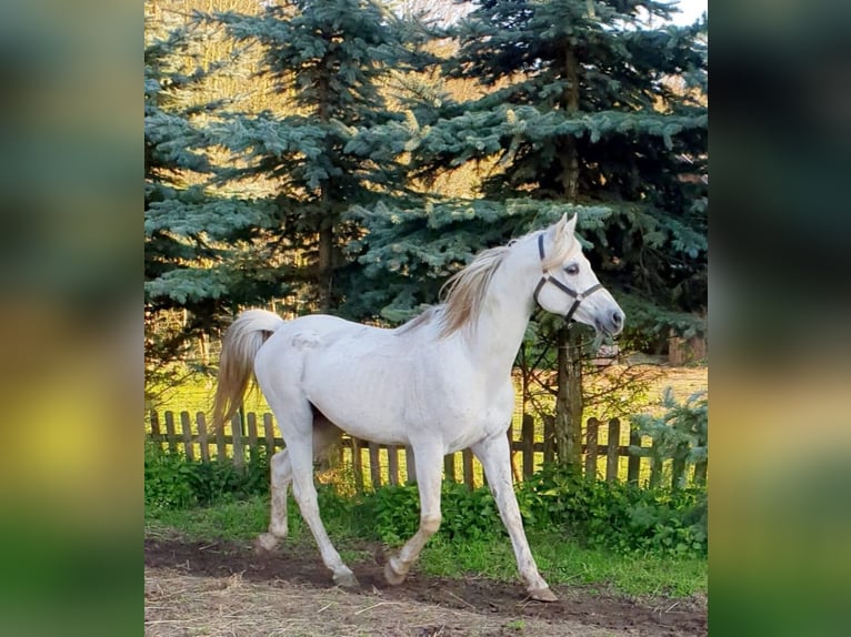 Arabian horses Stallion 17 years 15,1 hh Grey in Lubiszyn