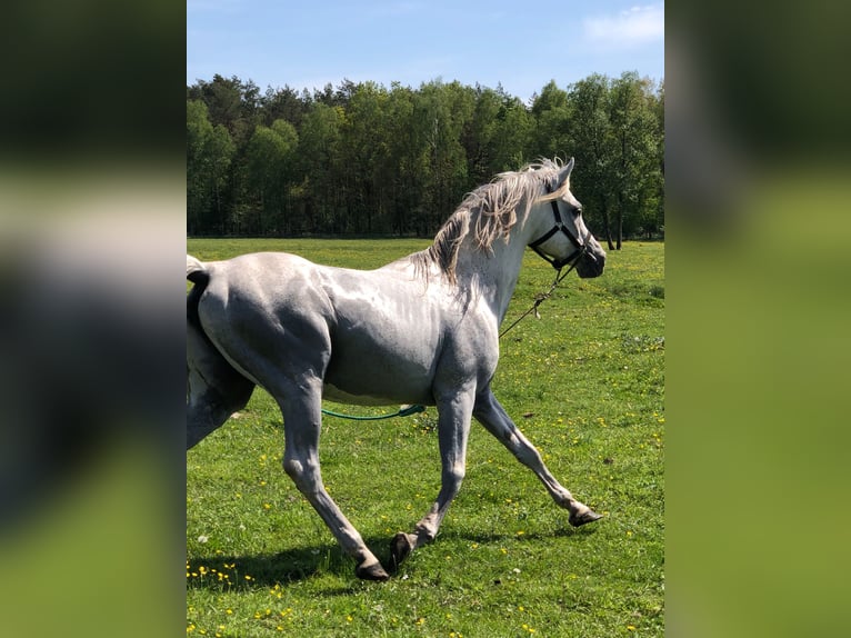 Arabian horses Stallion 17 years 15,1 hh Grey in Lubiszyn