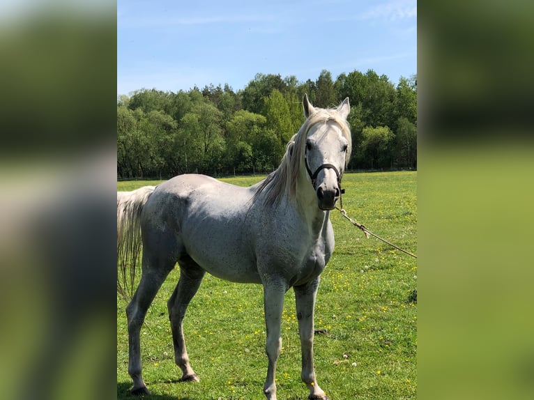 Arabian horses Stallion 17 years 15,1 hh Grey in Lubiszyn