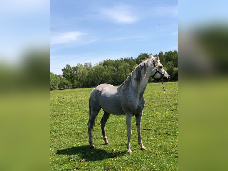 Arabian horses Stallion 17 years 15,1 hh Grey in Lubiszyn