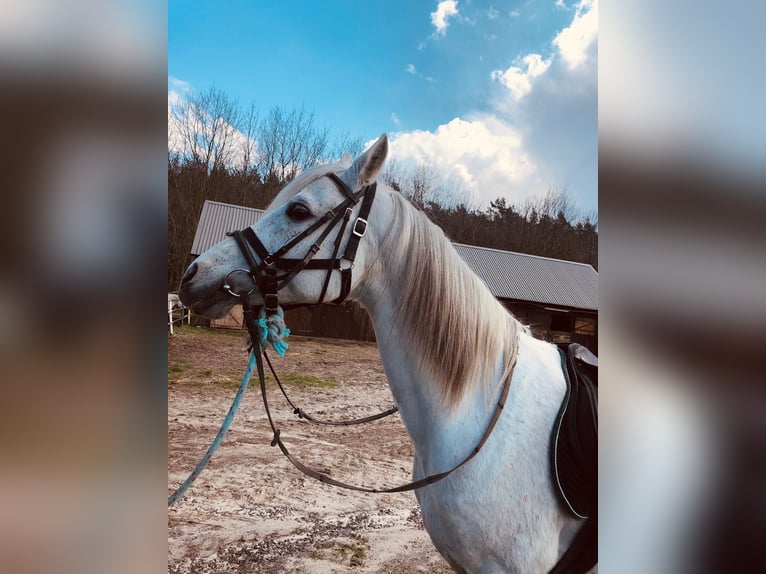 Arabian horses Stallion 17 years 15,1 hh Grey in Lubiszyn