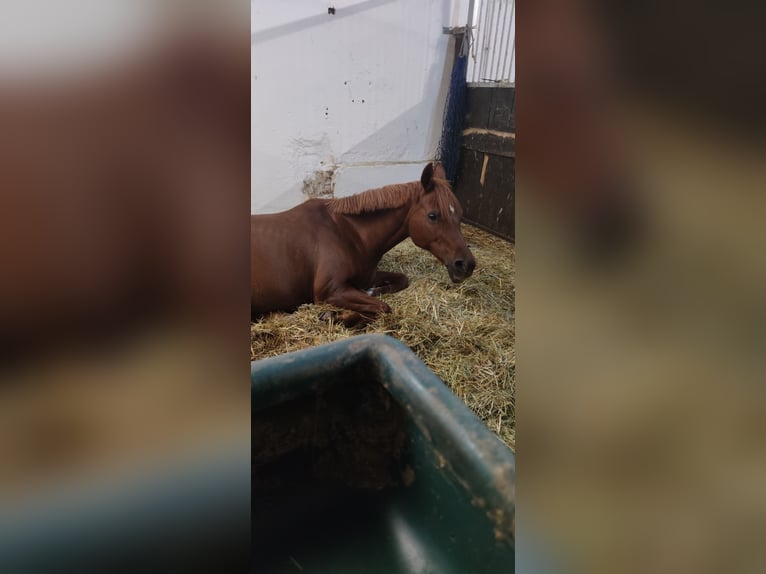 Arabian horses Stallion 18 years 14,1 hh Chestnut-Red in Blomberg