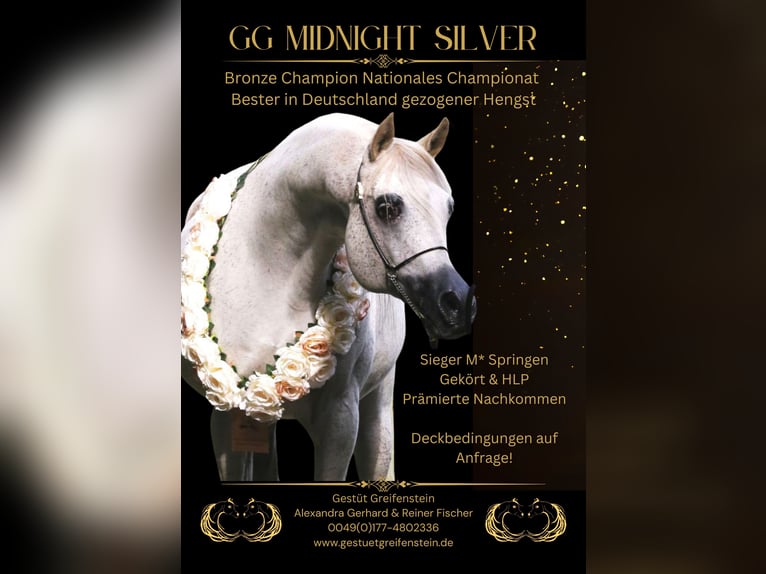 Arabian horses Stallion 18 years 15.1 hh Grey in Leun