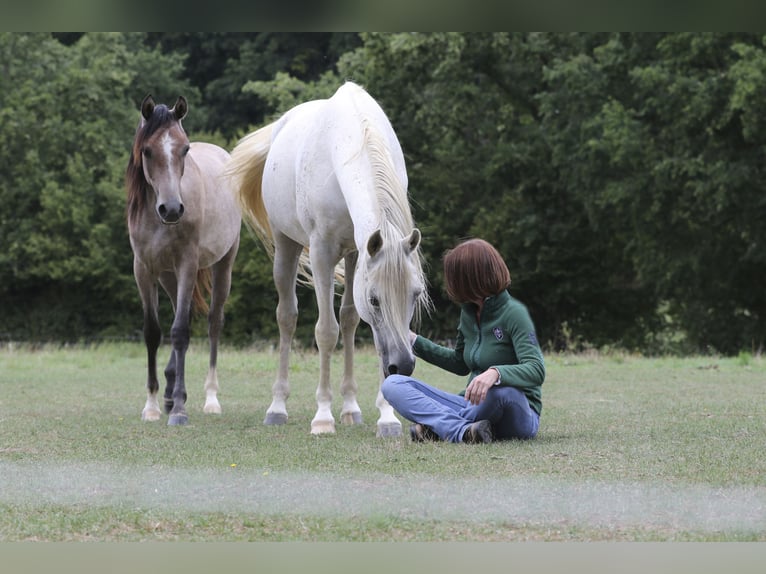 Arabian horses Stallion 18 years 15.1 hh Grey in Leun