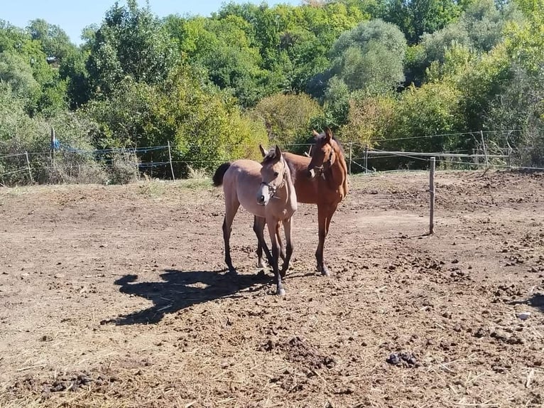 Arabian horses Stallion 1 year 12,2 hh Bay in Assenovgrad