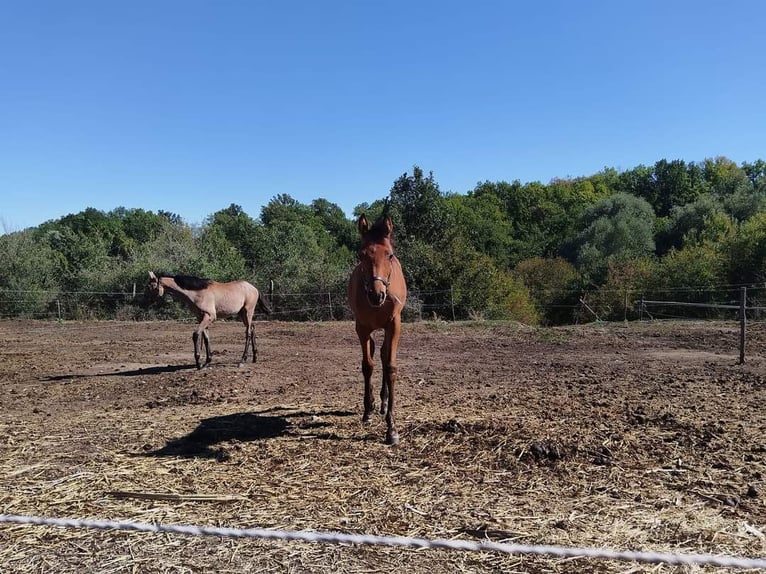 Arabian horses Stallion 1 year 12,2 hh Bay in Assenovgrad