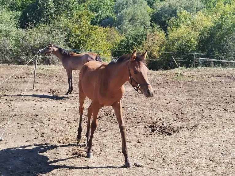 Arabian horses Stallion 1 year 12,2 hh Bay in Assenovgrad