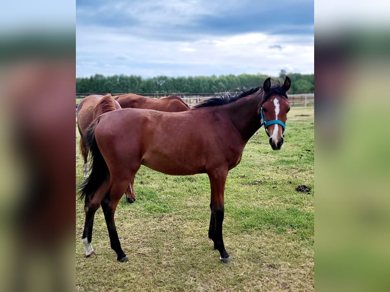 Arabian horses Stallion 1 year 12,2 hh Bay in Lubiszyn