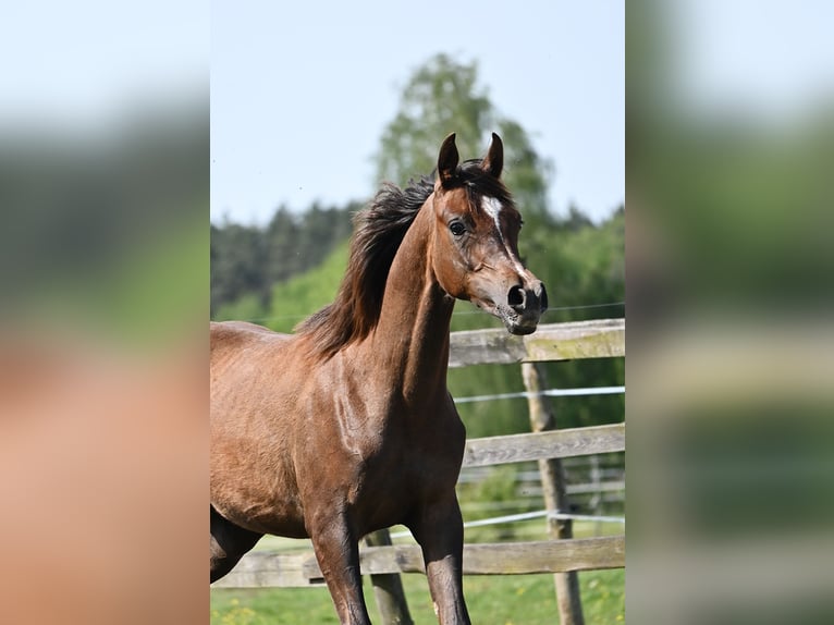 Arabian horses Stallion 1 year 13,3 hh Chestnut in HALINÓW
