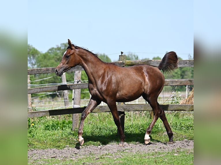 Arabian horses Stallion 1 year 13,3 hh Chestnut in HALINÓW