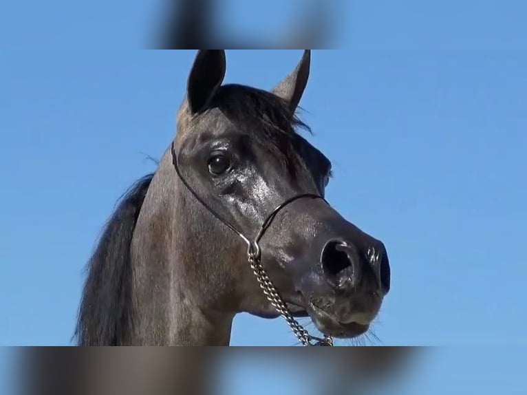 Arabian horses Stallion 1 year 13,3 hh Gray-Red-Tan in Algaida