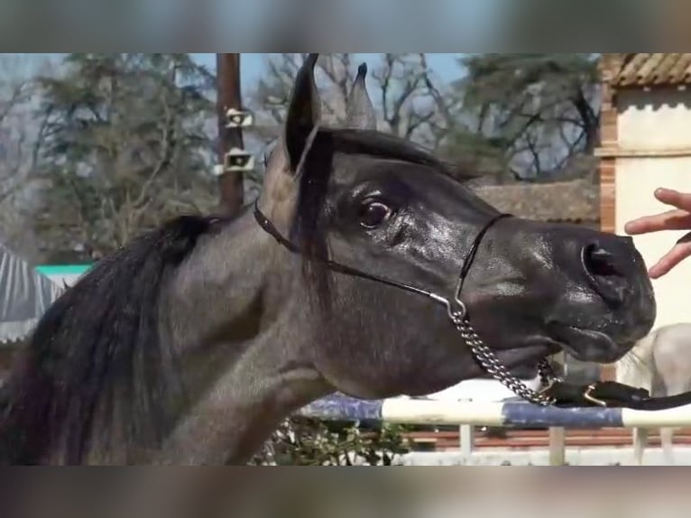 Arabian horses Stallion 1 year 13,3 hh Gray-Red-Tan in Algaida