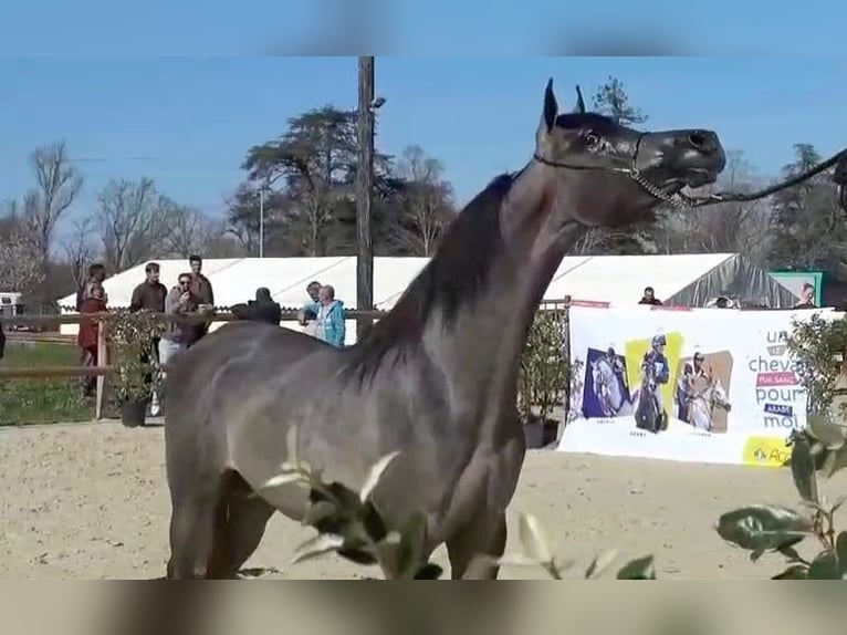 Arabian horses Stallion 1 year 13,3 hh Gray-Red-Tan in Algaida