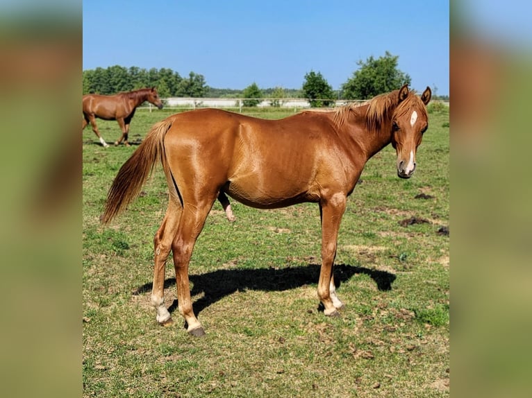 Arabian horses Stallion 1 year 13 hh Chestnut-Red in Lubiszyn