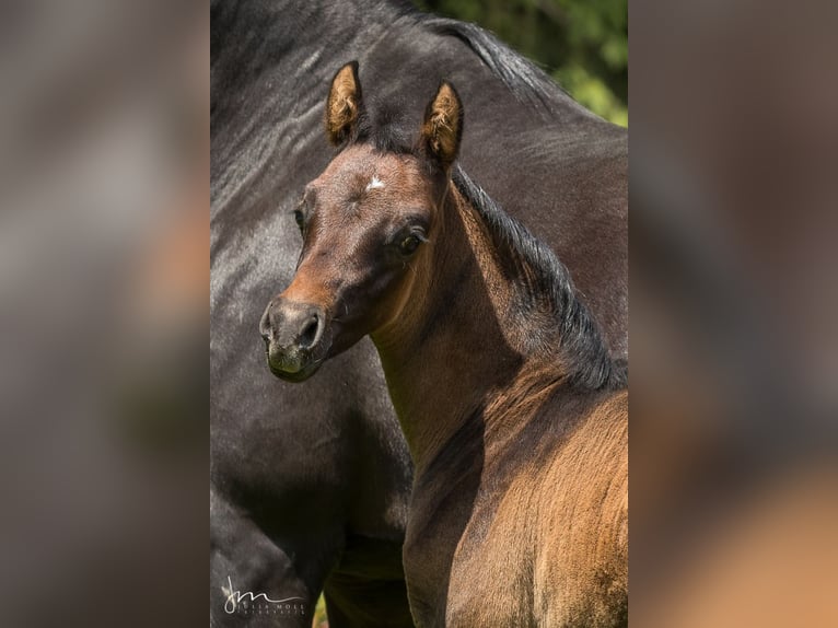 Arabian horses Stallion 1 year 13 hh Gray-Fleabitten in Söll