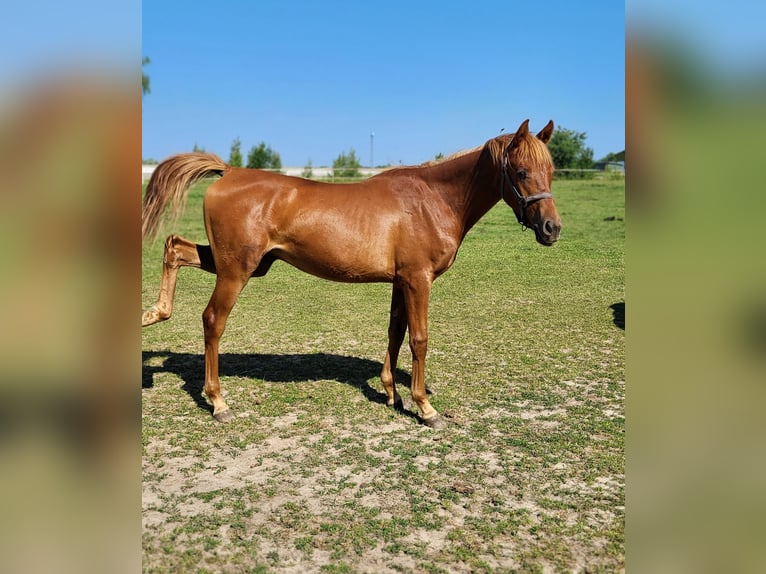 Arabian horses Stallion 1 year 13,2 hh Chestnut-Red in Lubiszyn