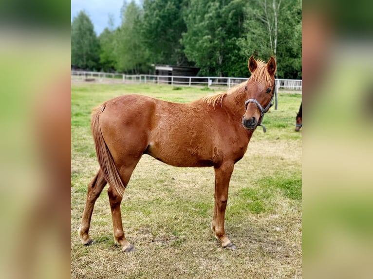 Arabian horses Stallion 1 year 13,2 hh Chestnut-Red in Lubiszyn
